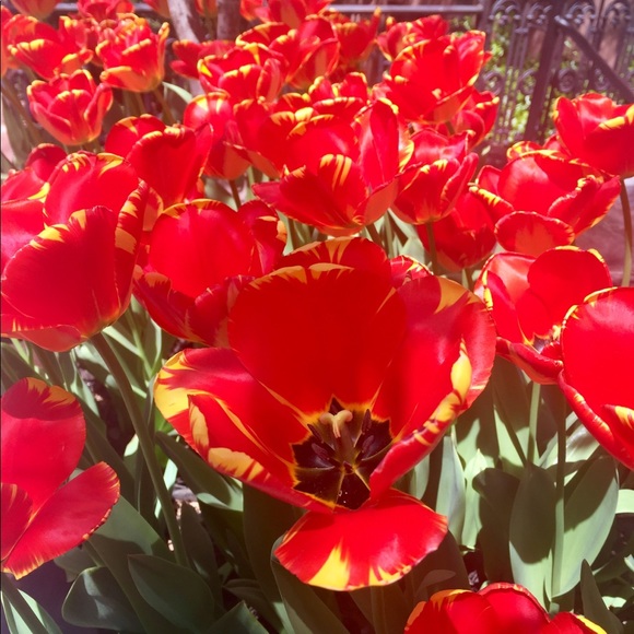 Meet your Posher, Maribeth - Picture 1 of 2